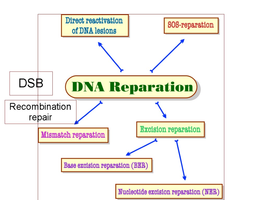DSB Recombination repair
